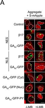 Mouse IgG (H+L) Cross-Adsorbed Secondary Antibody in Immunocytochemistry (ICC/IF)