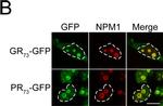 Mouse IgG (H+L) Cross-Adsorbed Secondary Antibody in Immunocytochemistry (ICC/IF)