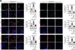 Rabbit IgG (H+L) Cross-Adsorbed Secondary Antibody in Immunohistochemistry (Frozen) (IHC (F))