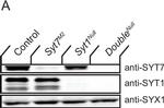 Rabbit IgG (H+L) Highly Cross-Adsorbed Secondary Antibody in Western Blot (WB)