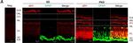 Mouse IgG2a Cross-Adsorbed Secondary Antibody in Immunohistochemistry (IHC)