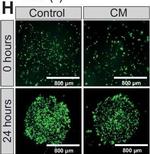 Mouse IgG3 Cross-Adsorbed Secondary Antibody in Immunocytochemistry (ICC/IF)