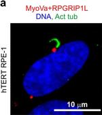 Mouse IgG (H+L) Cross-Adsorbed Secondary Antibody in Immunocytochemistry (ICC/IF)