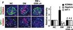 Mouse IgG (H+L) Highly Cross-Adsorbed Secondary Antibody in Immunocytochemistry (ICC/IF)