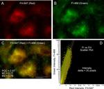 Mouse IgG (H+L) Cross-Adsorbed Secondary Antibody in Immunocytochemistry (ICC/IF)