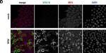 Mouse IgG (H+L) Highly Cross-Adsorbed Secondary Antibody in Immunocytochemistry (ICC/IF)