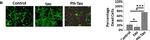 Mouse IgG (H+L) Highly Cross-Adsorbed Secondary Antibody in Immunocytochemistry (ICC/IF)