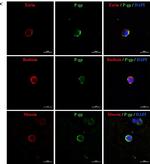 Rabbit IgG (H+L) Cross-Adsorbed Secondary Antibody in Immunocytochemistry (ICC/IF)