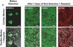 Mouse IgG (H+L) Highly Cross-Adsorbed Secondary Antibody in Immunocytochemistry (ICC/IF)