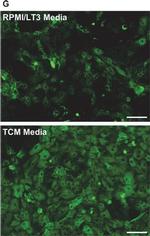 Mouse IgG (H+L) Highly Cross-Adsorbed Secondary Antibody in Immunocytochemistry (ICC/IF)