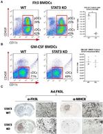 MHC Class II (I-A/I-E) Antibody in Immunohistochemistry (IHC)