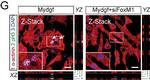 Mouse IgG (H+L) Highly Cross-Adsorbed Secondary Antibody in Immunohistochemistry (IHC)