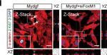 Mouse IgG (H+L) Highly Cross-Adsorbed Secondary Antibody in Immunohistochemistry (IHC)