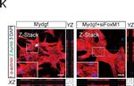 Mouse IgG (H+L) Highly Cross-Adsorbed Secondary Antibody in Immunohistochemistry (IHC)