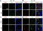 Mouse IgG (H+L) Highly Cross-Adsorbed Secondary Antibody in Immunohistochemistry (Frozen) (IHC (F))