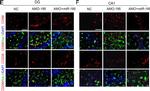 Mouse IgG (H+L) Highly Cross-Adsorbed Secondary Antibody in Immunohistochemistry (Frozen) (IHC (F))