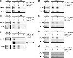 Myc Tag Antibody in Western Blot (WB)