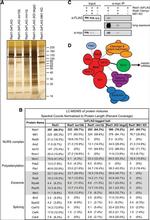 Myc Tag Antibody in Western Blot (WB)