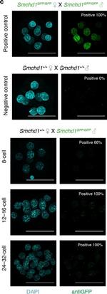 Rabbit IgG (H+L) Highly Cross-Adsorbed Secondary Antibody in Immunocytochemistry (ICC/IF)