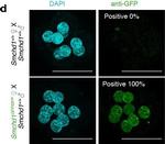 Rabbit IgG (H+L) Highly Cross-Adsorbed Secondary Antibody in Immunocytochemistry (ICC/IF)