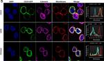 Rabbit IgG (H+L) Highly Cross-Adsorbed Secondary Antibody in Immunocytochemistry (ICC/IF)