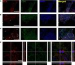 Rabbit IgG (H+L) Highly Cross-Adsorbed Secondary Antibody in Immunohistochemistry (Frozen) (IHC (F))