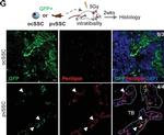 Rabbit IgG (H+L) Highly Cross-Adsorbed Secondary Antibody in Immunocytochemistry (ICC/IF)