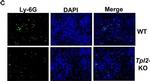 Rat IgG (H+L) Cross-Adsorbed Secondary Antibody in Immunocytochemistry (ICC/IF)