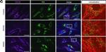 Mouse IgG (H+L) Cross-Adsorbed Secondary Antibody in Immunocytochemistry (ICC/IF)