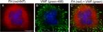 Mouse IgG (H+L) Cross-Adsorbed Secondary Antibody in Immunocytochemistry (ICC/IF)