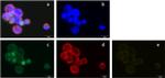 Rat IgG (H+L) Cross-Adsorbed Secondary Antibody in Immunocytochemistry (ICC/IF)