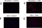 Mouse IgG (H+L) Highly Cross-Adsorbed Secondary Antibody in Immunocytochemistry (ICC/IF)