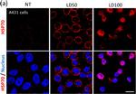 Mouse IgG (H+L) Highly Cross-Adsorbed Secondary Antibody in Immunocytochemistry (ICC/IF)