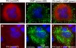 Rabbit IgG (H+L) Cross-Adsorbed Secondary Antibody in Immunocytochemistry (ICC/IF)