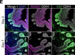 Goat IgG (H+L) Cross-Adsorbed Secondary Antibody in Immunohistochemistry (Paraffin) (IHC (P))