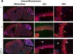 Guinea Pig IgG (H+L) Highly Cross-Adsorbed Secondary Antibody in Immunohistochemistry (IHC)