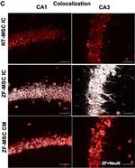 Guinea Pig IgG (H+L) Highly Cross-Adsorbed Secondary Antibody in Immunohistochemistry (IHC)