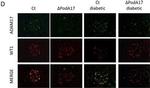 Goat IgG (H+L) Cross-Adsorbed Secondary Antibody in Immunohistochemistry (PFA fixed) (IHC (PFA))