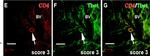 Mouse IgG (H+L) Highly Cross-Adsorbed Secondary Antibody in Immunohistochemistry (IHC)