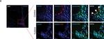 Rabbit IgG (H+L) Highly Cross-Adsorbed Secondary Antibody in Immunocytochemistry (ICC/IF)