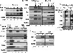 Mouse IgG (H+L) Cross-Adsorbed Secondary Antibody in Western Blot (WB)