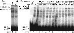 Mouse IgG (H+L) Cross-Adsorbed Secondary Antibody in Western Blot (WB)