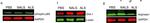 Mouse IgG (H+L) Cross-Adsorbed Secondary Antibody in Western Blot (WB)