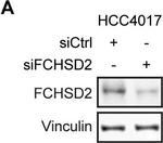 Rabbit IgG (H+L) Cross-Adsorbed Secondary Antibody in Western Blot (WB)