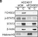 Rabbit IgG (H+L) Cross-Adsorbed Secondary Antibody in Western Blot (WB)