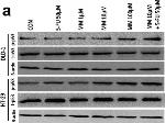 Mouse IgG (H+L) Cross-Adsorbed Secondary Antibody in Western Blot (WB)