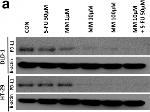 Mouse IgG (H+L) Cross-Adsorbed Secondary Antibody in Western Blot (WB)