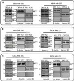 Rabbit IgG (H+L) Cross-Adsorbed Secondary Antibody in Western Blot (WB)