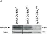 Mouse IgG (H+L) Poly-HRP Secondary Antibody in Western Blot (WB)