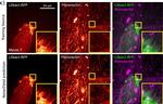 Mouse IgG (H+L) Secondary Antibody in Immunocytochemistry (ICC/IF)